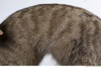 animal skin fur cat 0006